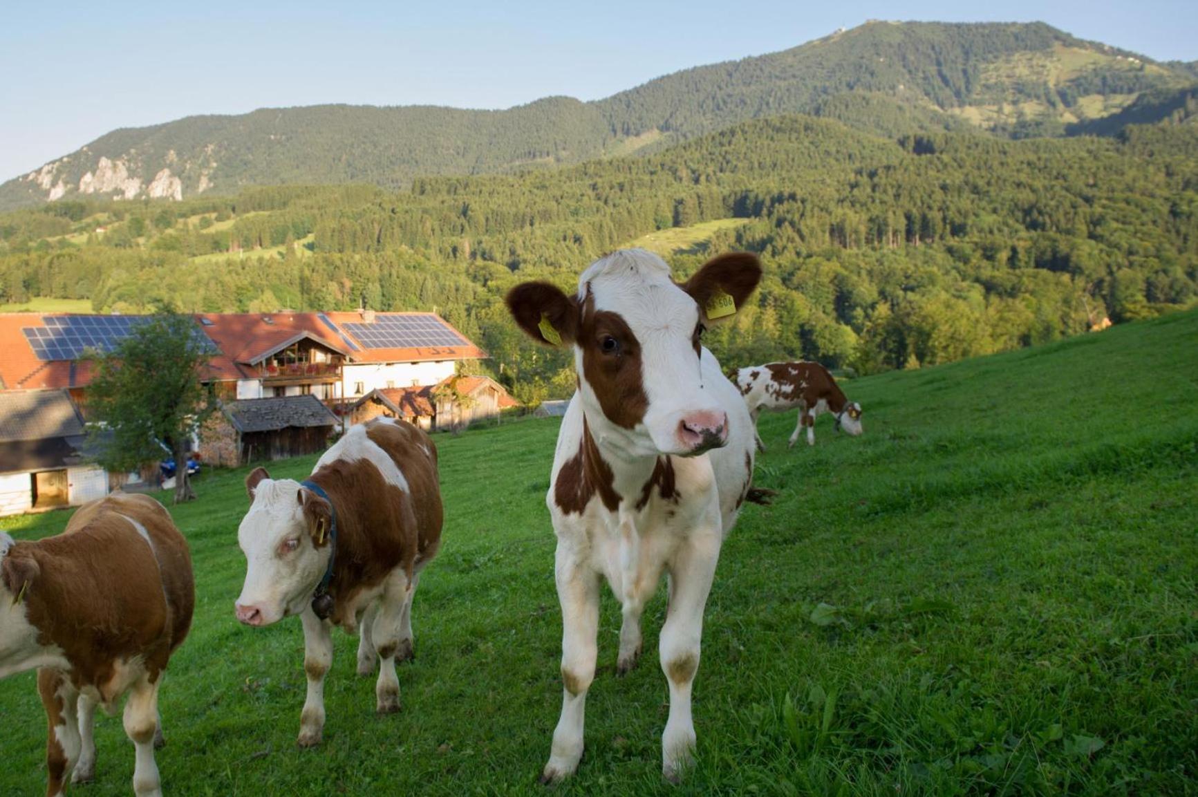 Nudlbichlerhof Villa ซาแมร์แบร์ก ภายนอก รูปภาพ
